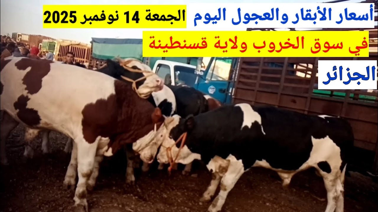 أسعار الأبقار والعجول اليوم في سوق الخروب قسنطينة الجزائر الجمعة 14نوفمبر 2025
