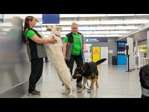 Corona detection dogs begin their work at Helsinki-Vantaa airport / Vantaakanava