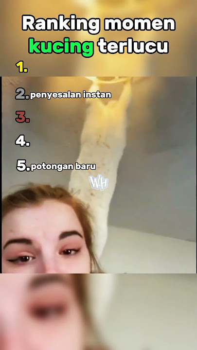 momen kucing terlucu😹😹