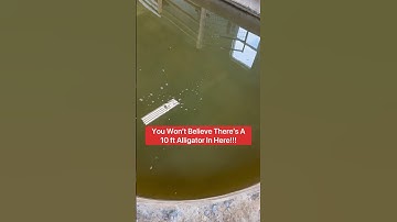 You Won’t Believe There’s A 10 ft. Alligator In Here!!! 😱🐊#shorts #alligator