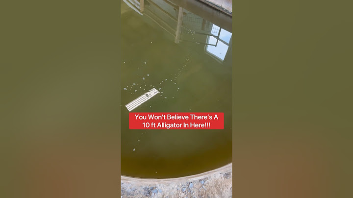 You Won’t Believe There’s A 10 ft. Alligator In Here!!! 😱🐊#shorts #alligator