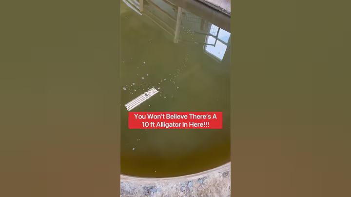 You Won’t Believe There’s A 10 ft. Alligator In Here!!! 😱🐊#shorts #alligator