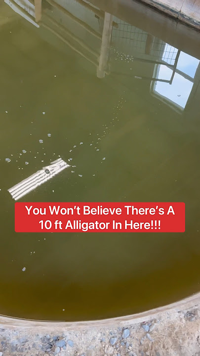 You Won’t Believe There’s A 10 ft. Alligator In Here!!! 😱🐊#shorts #alligator