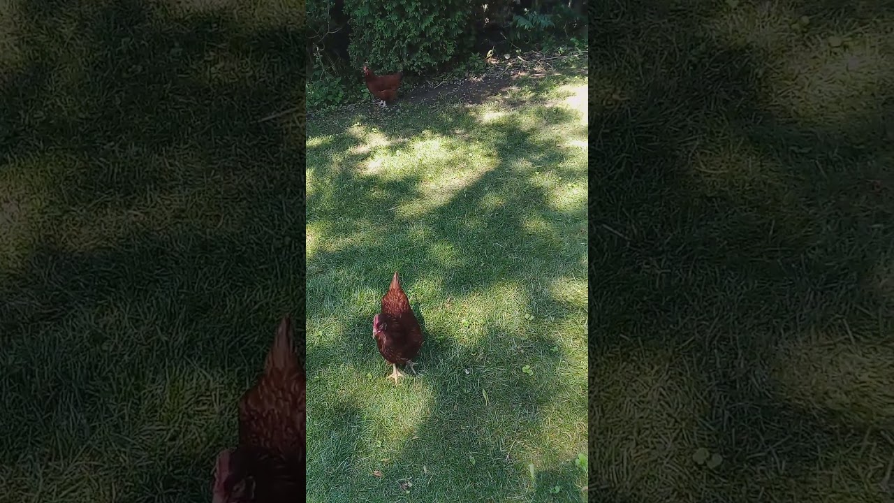 What Happens When Chickens Roam Free?