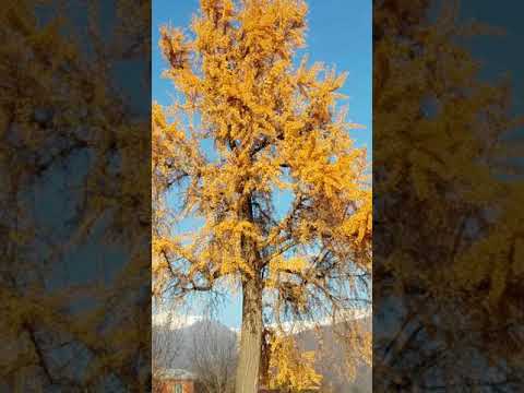 Видео: Ginkgo Biloba эсвэл Biloba: тариалалт ба эмийн шинж чанар