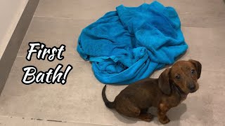 Mini dachshund puppy's first bath