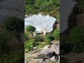 as comportas da barragem de Serrinha liberando água do Rio pageu para o são Francisco.