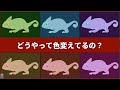 実はカメレオンだけ特殊であることが最近の研究で判明【解説】