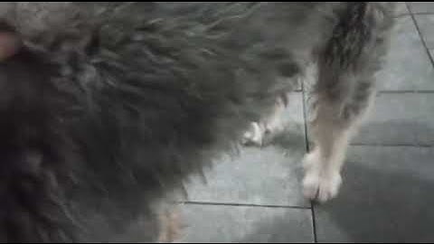 Meo của Má Tuất Bố Mùi thành viên gd Nhx những ngày đâù ❤️- Bds Bảo Nguyên ĐN 0767400182 0353464412