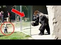 Gorilla Smashes Glass, Child Refuses to Back Down!