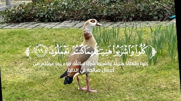 قران كريم ما تيسر من سوره الطور للقاري عبدالله جاب الله