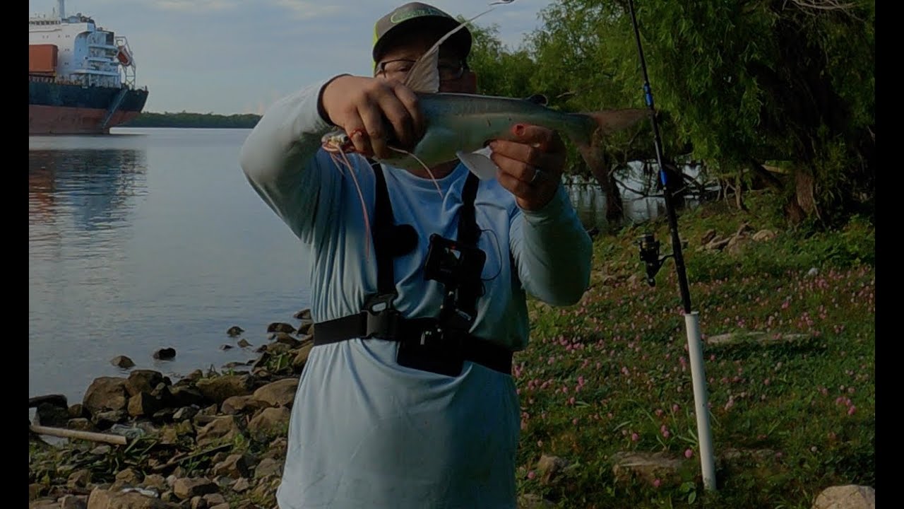 Bank fishing the Mississippi River using skipjack for bait YouTube