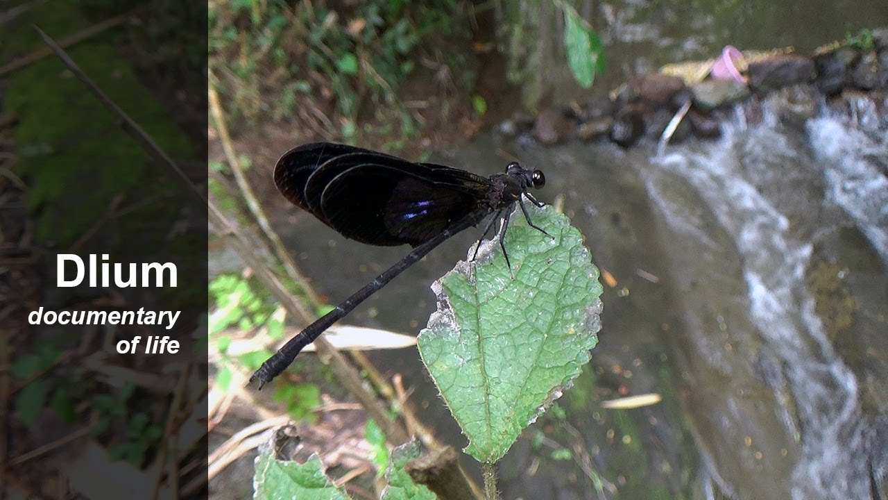 Sundanese gossamerwing (Euphaea variegata)