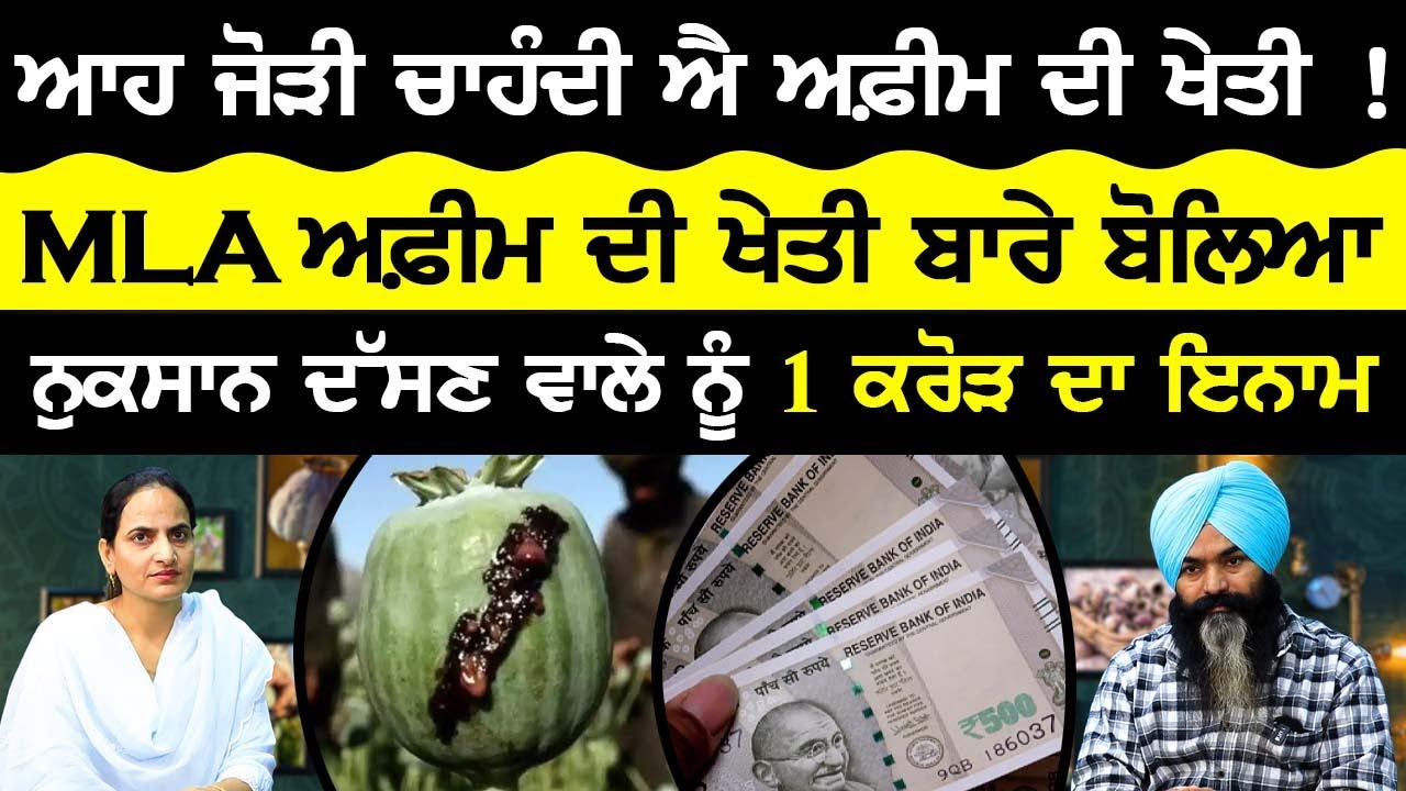 MLA ਅਫ਼ੀਮ ਦੀ ਖੇਤੀ ਬਾਰੇ ਬੋਲਿਆ ! | Punjab 'ਚ Afeem ਦੀ ਖੇਤੀ | Afeem farming | अफीम की खेती | Sirlekh