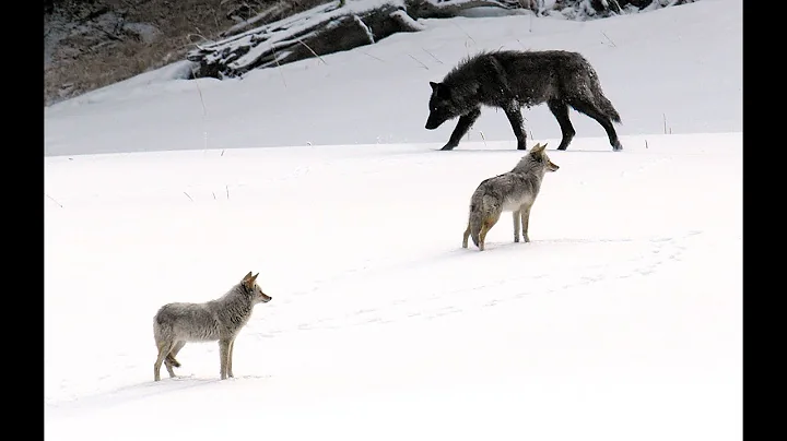 Yellowstone Winter Safari Images