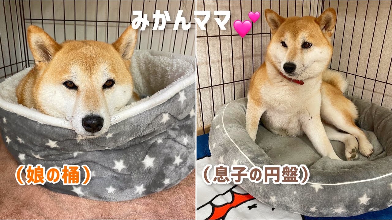 子供の寝床を転々とする柴犬みかんママが自由で可愛いw