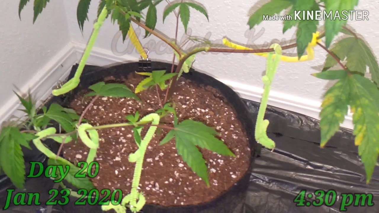 Chocolope Kush, peyote critical Day 16th through 22