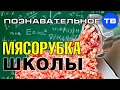 Мясорубка школьного образования (Познавательное ТВ, Артём Войтенков)