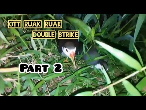 OTT Ruak ruak,,double strike,,PART 2