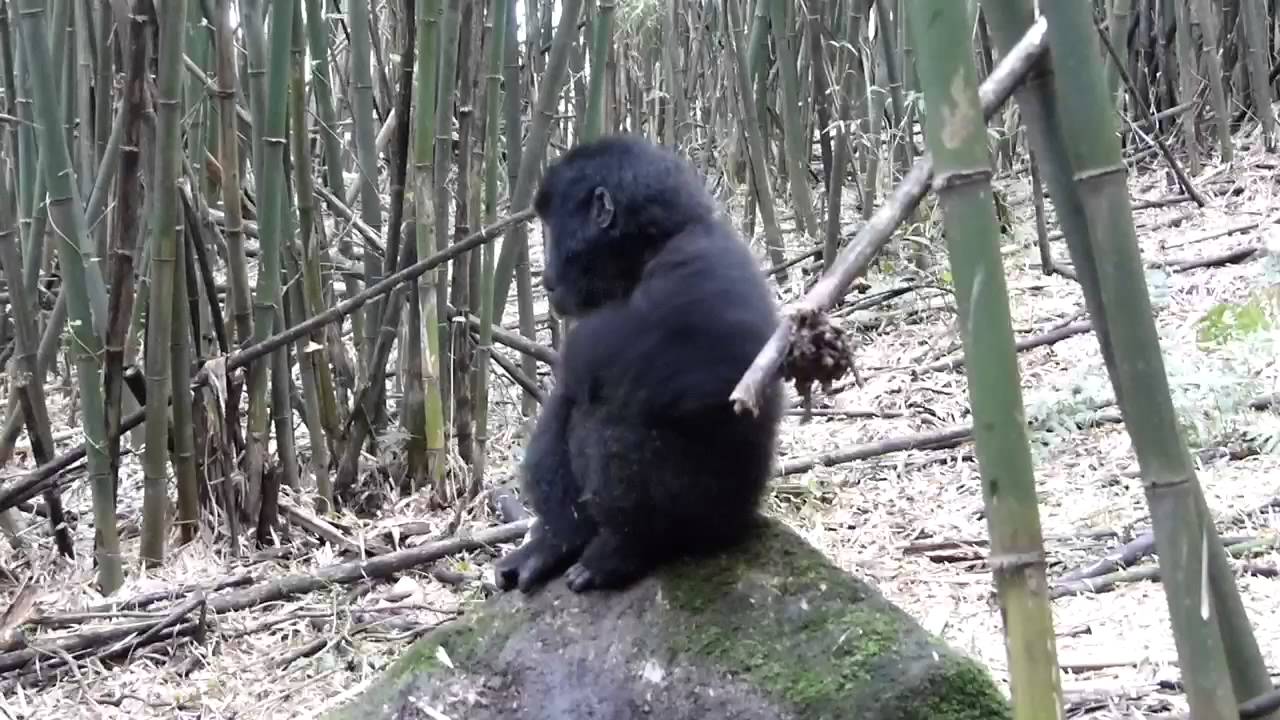 Baby gorilla beating his chest YouTube