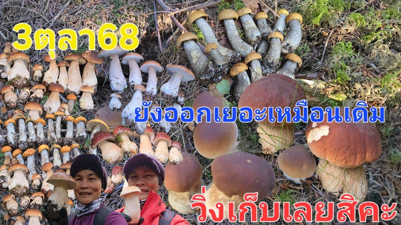 3/ตุลาคม/68เห็ดผึ้งยังเกิดต่อเนื่องยังเยอะเหมือนเดิม