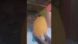 Lomejor como mango colon de mipais