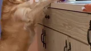 Dog Caught Red Handed