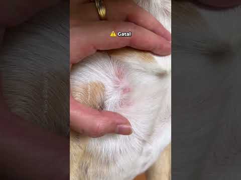 Video: Apakah Itu Bau Amis Dari Anjing?
