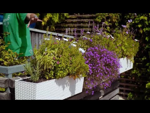 Video: Trvalky Na Balkoně