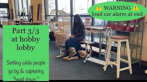 Desensitization @ Hobby Lobby final video/part 3 | + capturing “head down” behavior 4 later command