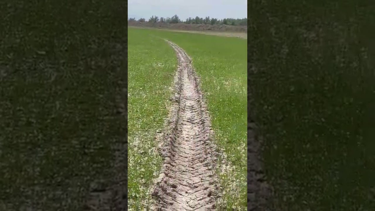 Вырашивание  люцерны-Агромах