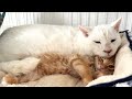 おじぃさん猫の癒し役に任命された子猫【ひまわり&屋台兄弟日記】The kitten who became a comfort to the grandpa cat.