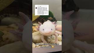 Разные пальцы у аксолотля! Отвечаю на вопросы #axolotl #аксолотль