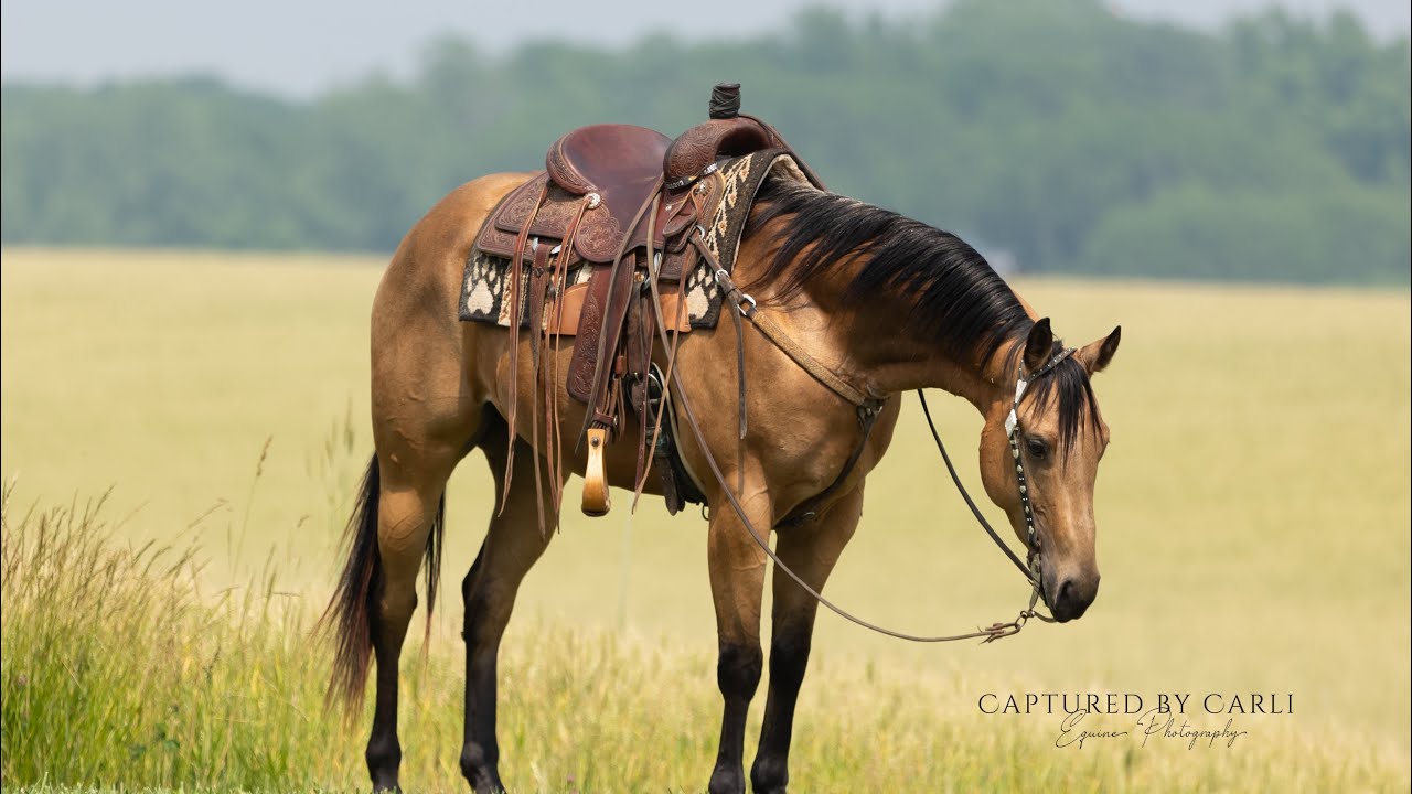 Brazos - 2018 Model AQHA Gelding