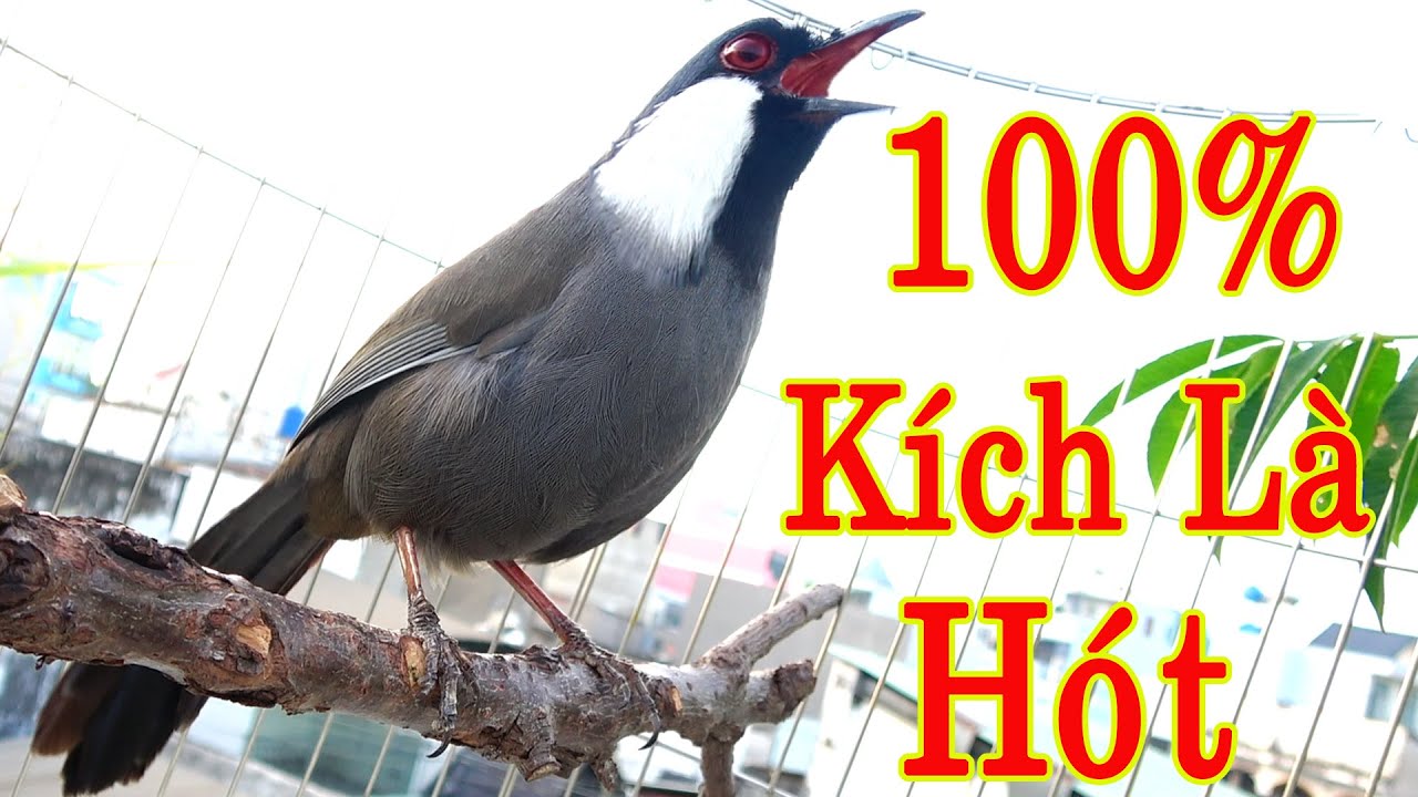 Khướu bạc má hót GIỌNG RỪNG,CỰC SUNG kích chim nhà bạn căng lửa, khướu bạc má hót đấu kích trống