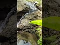 Flowing Water Sounds #nature #relaxing #watersounds #shorts #koi