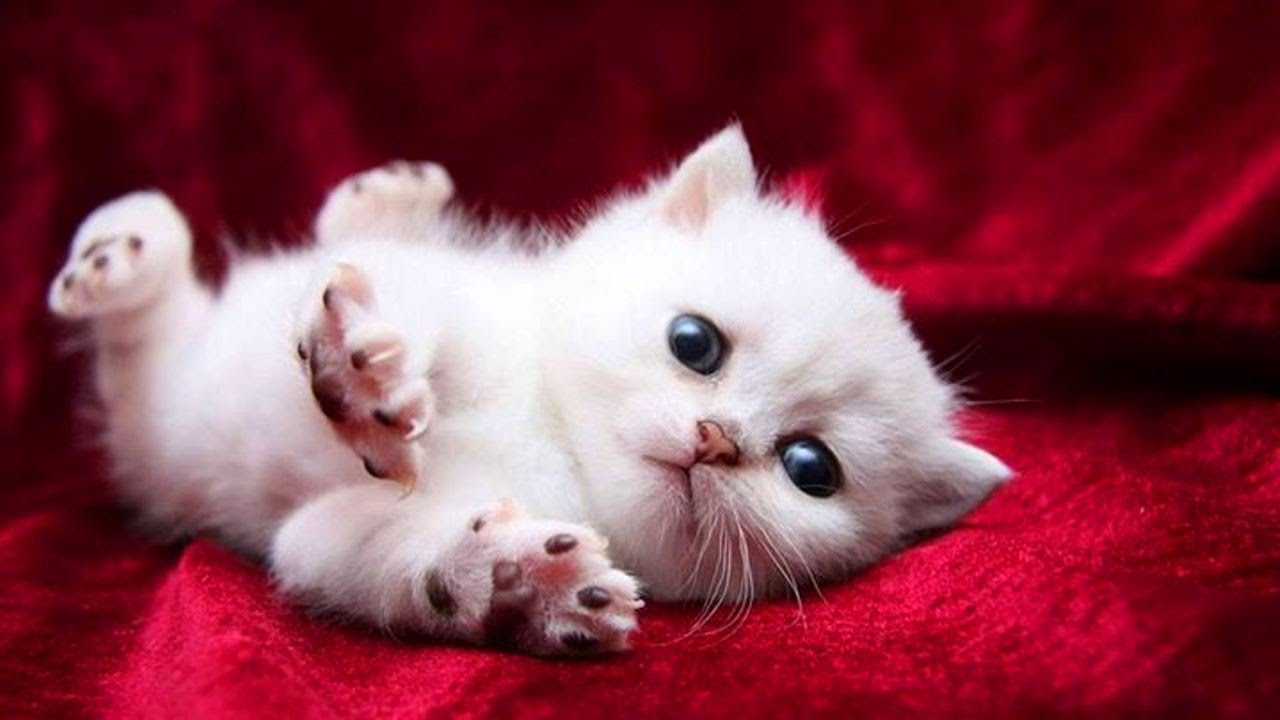 Image of cute baby cat