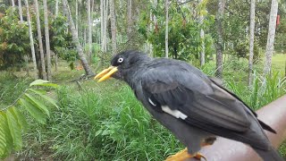 Jalak kebo jinak yang bisa di ajak jalan jalan