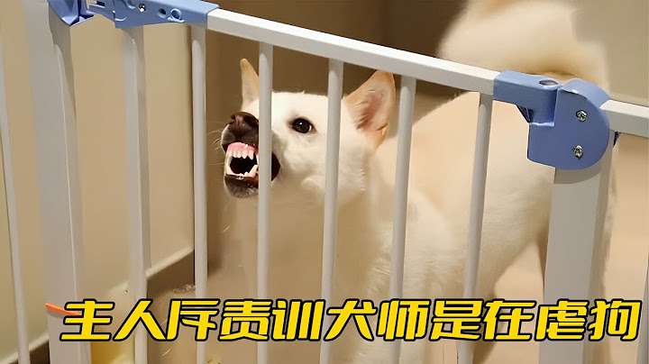 柴犬見人就咬，主人卻不配合訓練，還斥責訓犬師下手太狠是在虐待 - 天天要聞