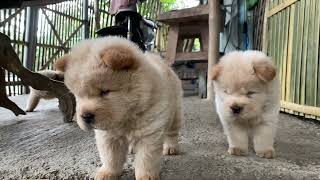 my chow babies ang cute nila