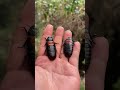 A close-up of holding a giant cockroach in your hand! Would you dare to try it?