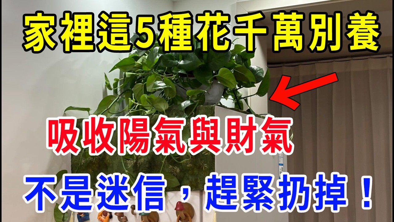 不是迷信！這幾種花家裡千萬別養！吸收陽氣與財氣！趕緊拿走迎財氣！
