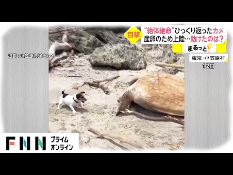 “絶対絶命”ひっくり返ったカメ　ピンチ救ったのは...散歩中の犬