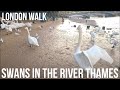 【LONDON_VIEW】 THE SWANS ON THE BANK OF THE RIVER THAMES DURING LOW TIDE  🦢 🦆 🦃 🕊️