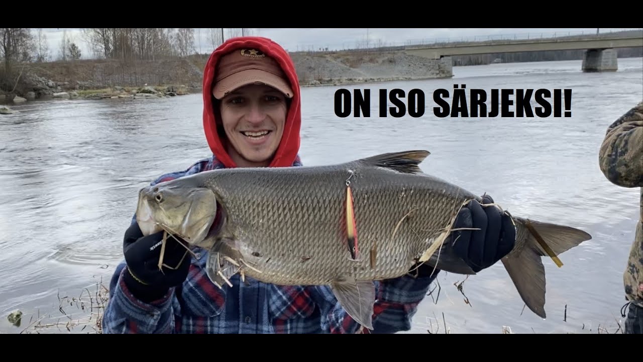 TOUTAIMEN VÄSYTYS - OHUET SIIMAT SEKÄ HERMOT KIREÄNÄ