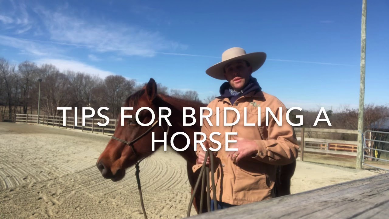 Tips on bridling your horse YouTube