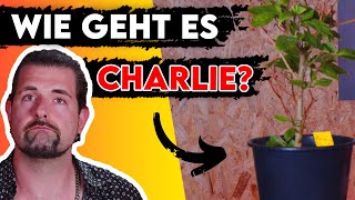 Chili Bonsai? | So geht's meiner CHILI Pflanze Charlie️ Update