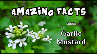 Garlic mustard is invasive yet valuable as a free source of food.
medicinally, it packed with goodness we should never complain about! i
do not monetize m...