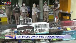 Penyelundupan Ratusan Burung Langka Endemik di Surabaya Digagalkan Petugas #BuletiniNewsPagi 19/02