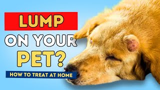 Lumps In Dogs And Cats: When To See The Vet, How To Treat At Home